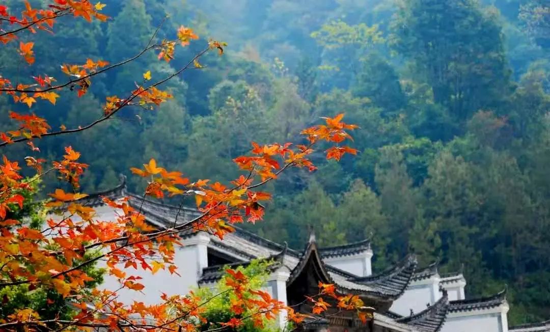 长沙|这座最不广东的广东小城，银杏不输腾冲，嗜酸又爱辣