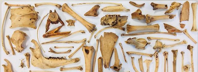 人类火化污染又耗能?动物死后自然循环,人为何却打破生态法则?