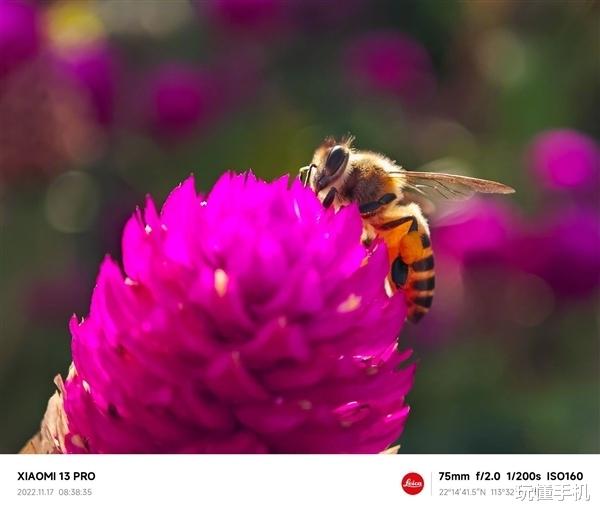 小米科技|小米13 Pro长焦表现一绝：10cm至无穷远均可合焦