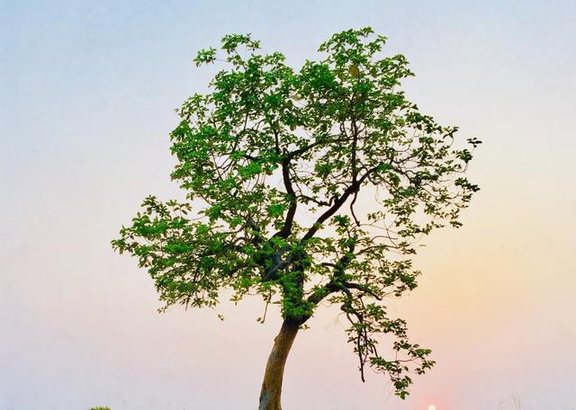 中国一棵树，一斤“树叶”值500万，全天派兵守护，是何方神圣？