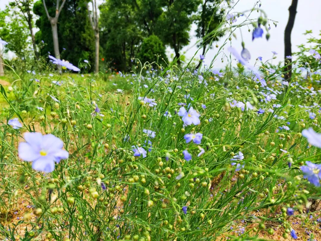 济南|大连赏花地推荐，这个春天，来大连赏花吧