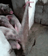 韩雪|他曾与韩雪传绯闻，如今46岁却还是单身