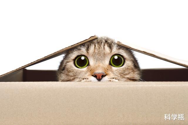 薛定谔的猫是什么?打开盒子之前,猫的生死是无法确定的吗?