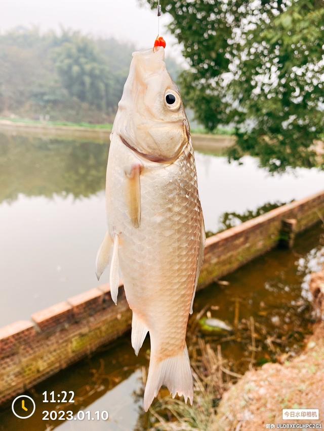 |2023·01·10·专注单竿又该得瑟一下了!