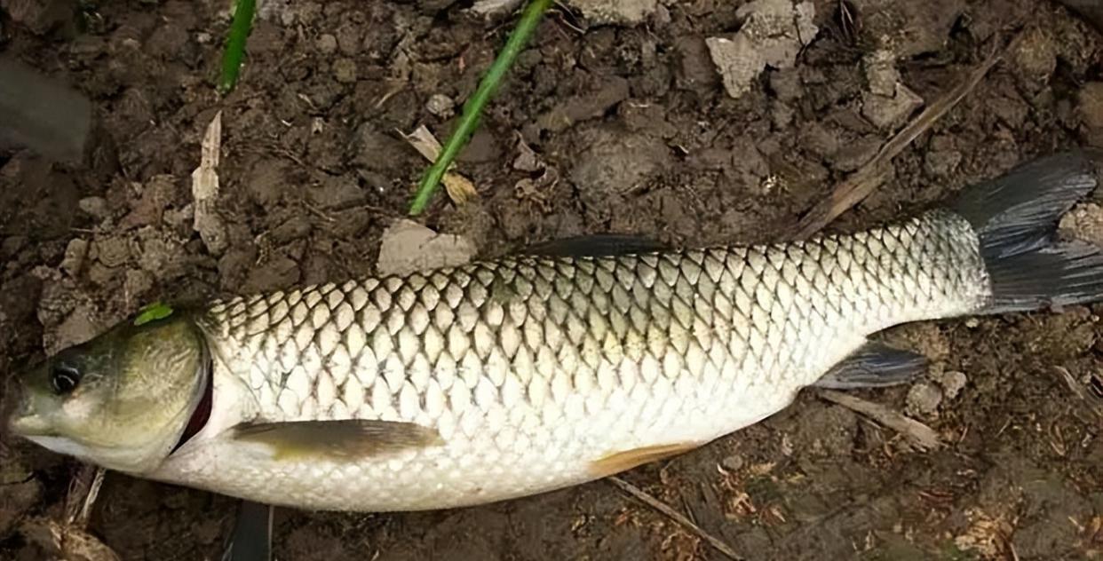 空军|钓鱼:饵料和装备只是基础,想钓到鱼就要学会“找鱼”