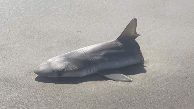 加拿大海滩惊现死鲨，只剩半截身子，周围无血迹引发猜测