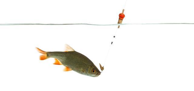 |广为流传的“鲤鱼打桩”，是钓鱼界的传说？还是真实存在？