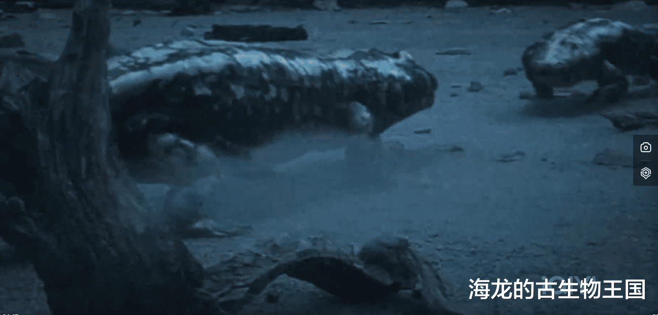 海纳螈赢得交配战役!却失去了生命竞赛!