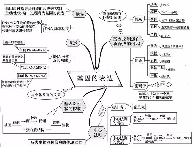 初中生物:重要知识点图解,内容清晰明了、简单易懂