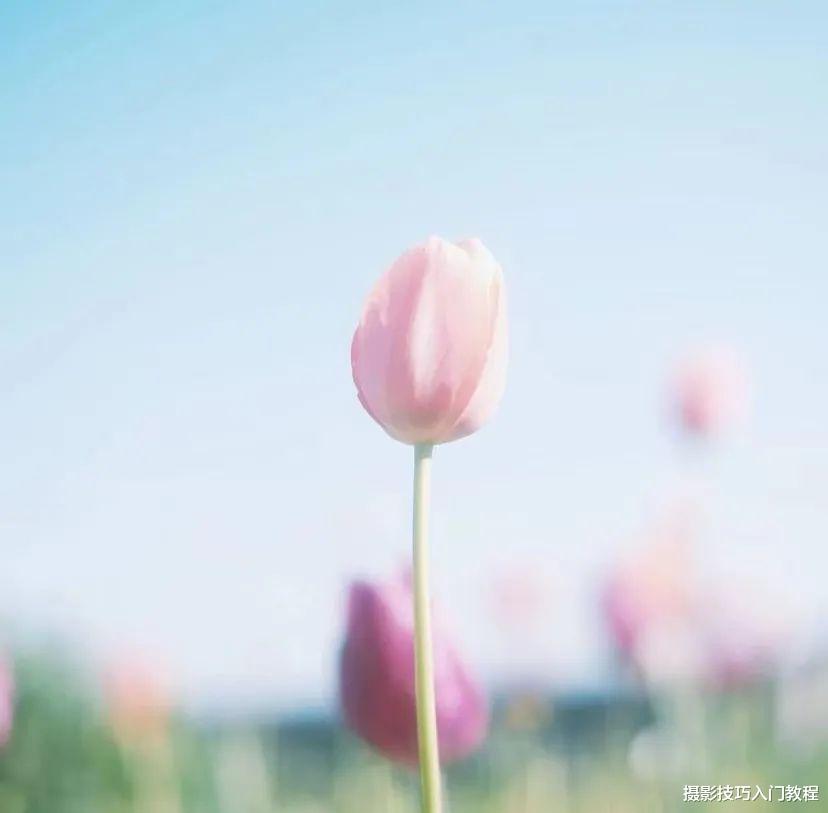 摄影技巧:去植物园赏花,怎么才能避开人群拍出人美花艳的照片?
