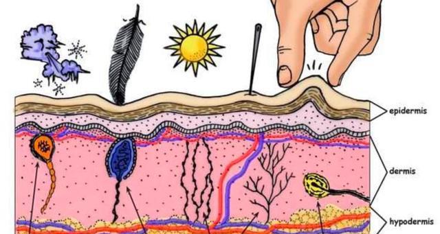 人的皮肤到底有多诡异？人体最诡异器官，至今仍无法解释原理