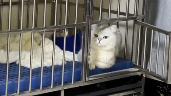 女子捡到“乖巧”猫咪，找到主人后原形毕露：原来是一只绿茶猫