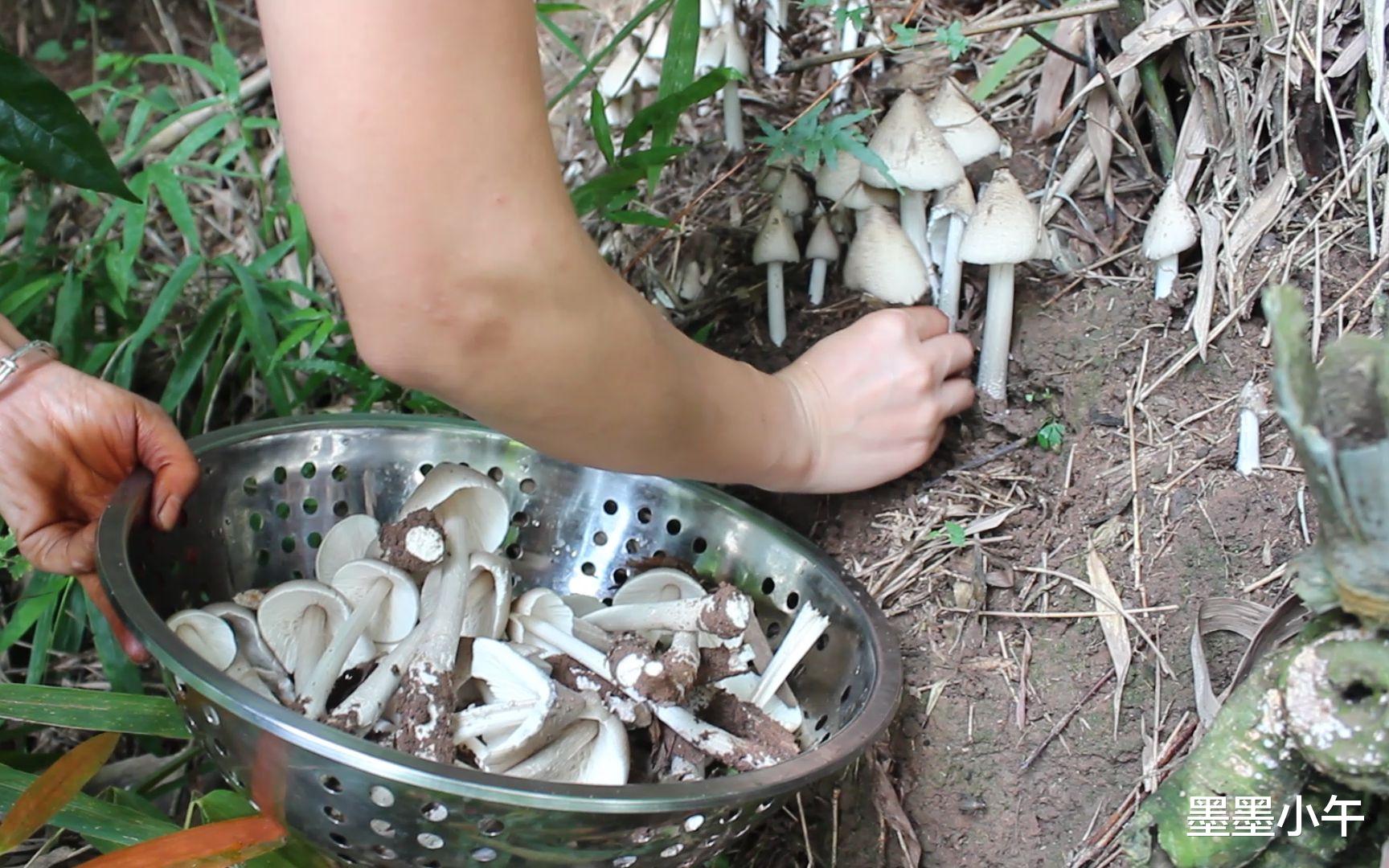 风水宝地？云南一块玉米地长出40多窝鸡枞菌，究竟是什么原因？