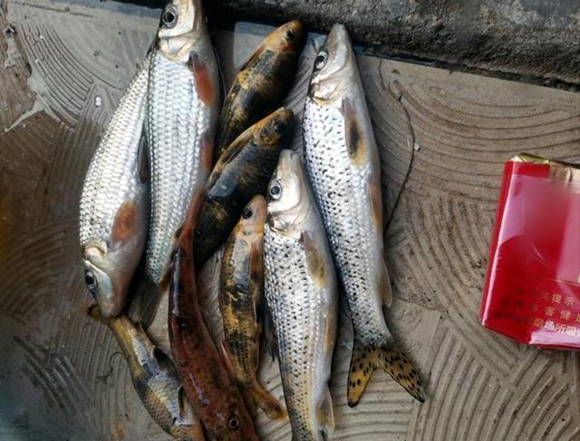 江西|江西男子野钓鲫鱼，意外收获大量“小杂鱼”，想扔掉却被嘲不识货