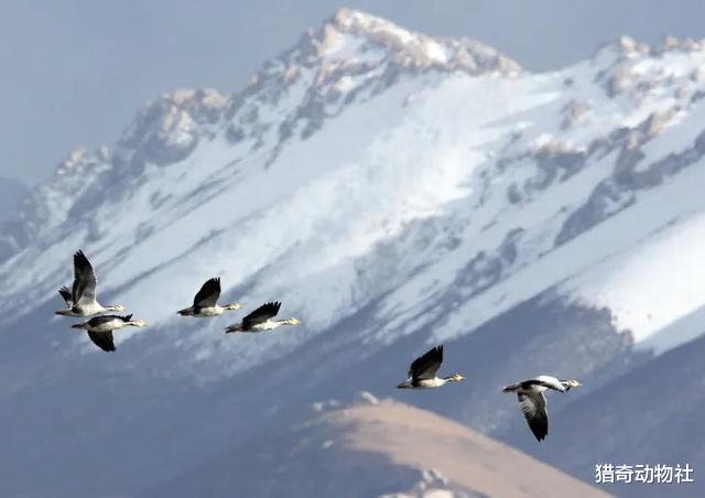 高峰|什么“鸭子”可以飞过喜马拉雅山脉的高峰？