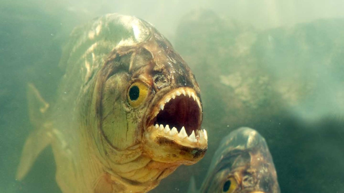 生猛残暴的食人鱼，为何没能在亚马逊河称霸？这里竟藏着它的天敌