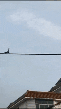 林志玲|阔太李念被疑整容！大眼迷人神似林志玲，嫁富豪融入香港上流圈