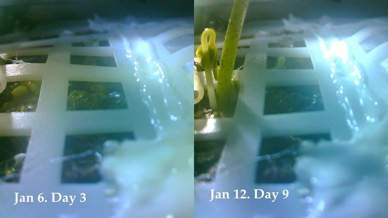 近日,科学家用月壤种出植物,解决了宇航员在月球上的吃饭问题?