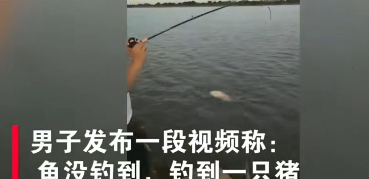 立夏|钓鱼新手1个月啥也没钓到,好不容易上钩了,一看竟是头猪