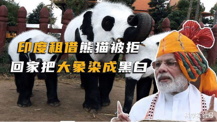 印度向我国借熊猫被拒绝,干脆把鳄鱼大象染成熊猫模样