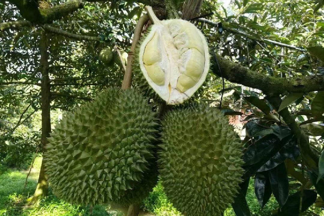 |“榴莲自由”？留给泰国榴莲的时间不多了！