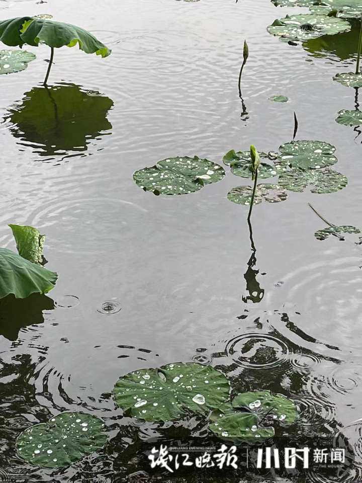 |烟雨西湖美得不像话！假期最后一天，你在哪里逛呀