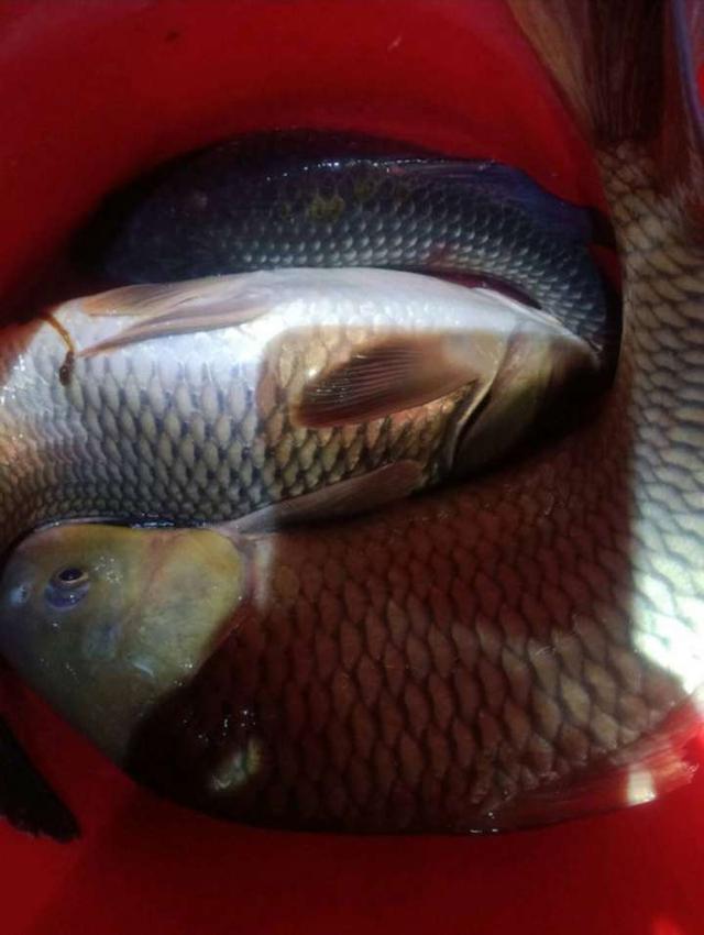 饵料|如何增加双尾中鱼率？可不只是运气！