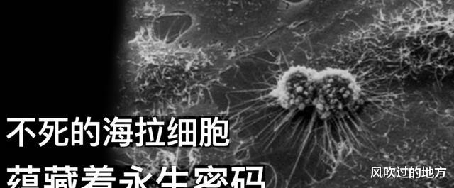 人类将实现永生?海拉细胞能无限分裂,如今已有5000万吨
