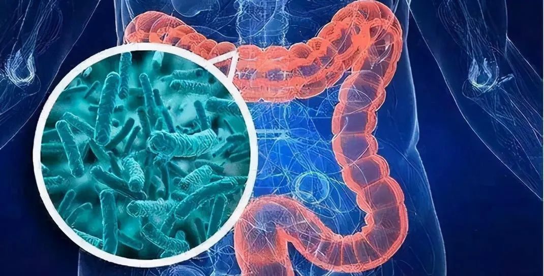 蛋白质|肠道菌群的七大作用!关系我们每一个人