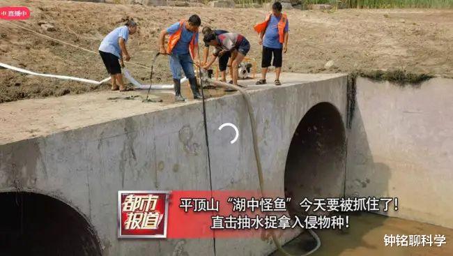 抽干20万立方米的水,只为捕捞1条鱼!入侵生物鳄雀鳝有多恐怖?