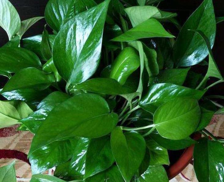 厨房油烟机的废油，30天给绿萝喂一次，叶片油绿猛长新芽