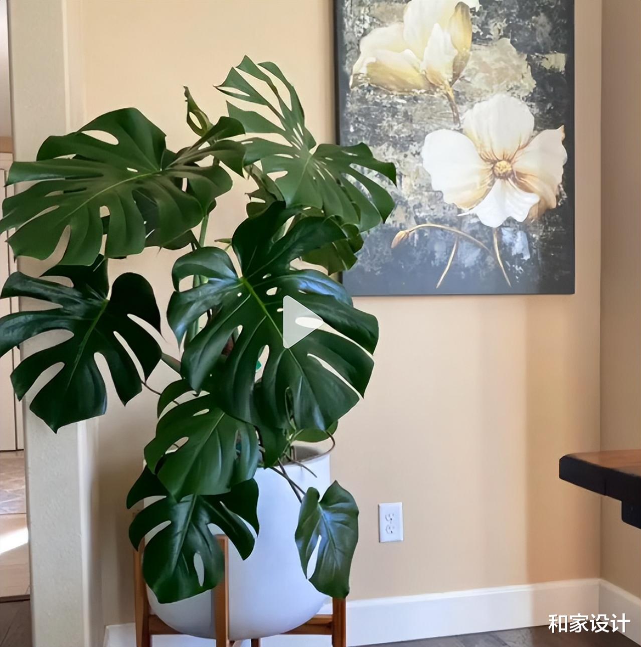 不同的风格绿植怎么选?绿植是客厅的点睛之笔,但是千万不要乱买