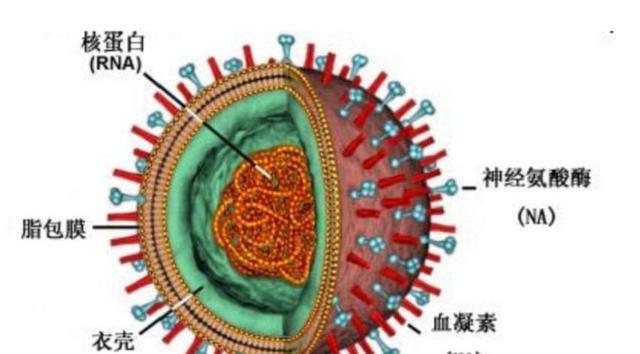 巴西发现了神秘病毒！90%基因未知，或将变成定时炸弹？