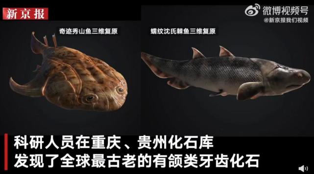 热搜第一!我国科学家证实人类是从鱼进化来的!从鱼到人演化需近5亿年