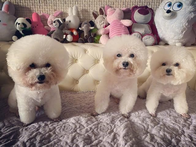 袁姗姗|35岁袁姗姗在北京的家火了，全屋乱到超乎想象，犹如“猪圈”