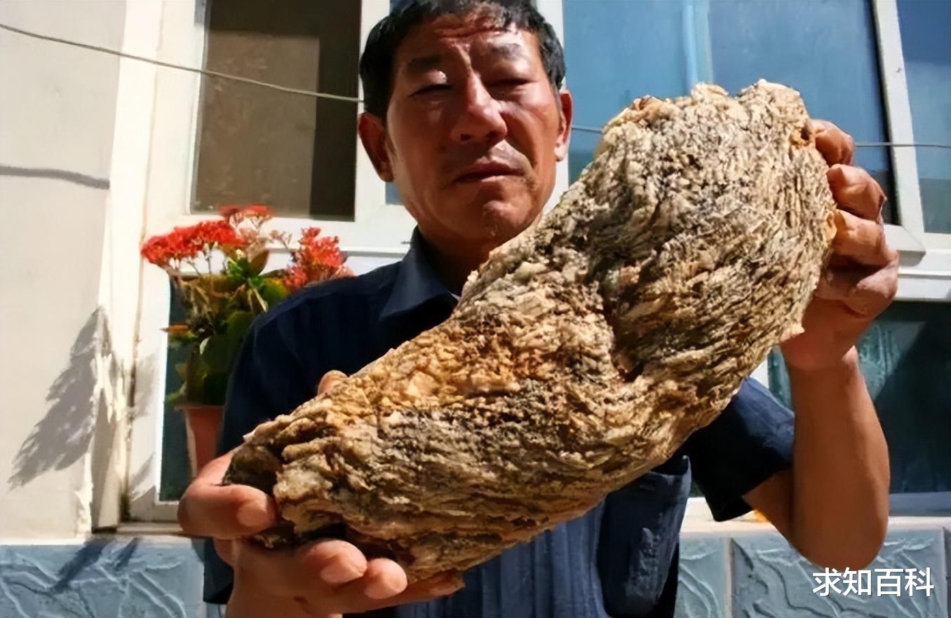 太岁包治百病的传说是真的?科学家:和蘑菇类似,误食中毒丧命!
