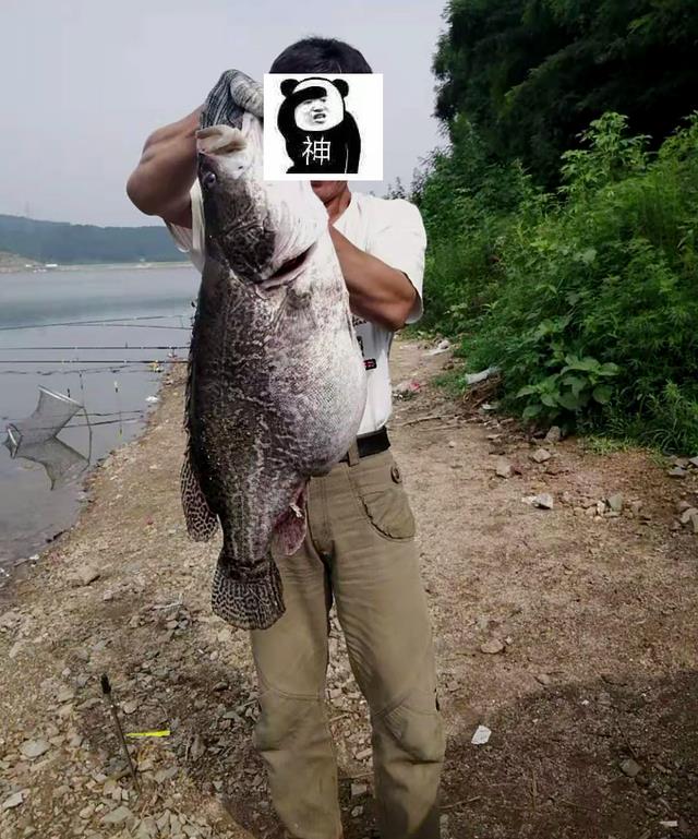 长江|可惜了！罕见大鳜鱼死亡搁浅江边，钓鱼人：老死的