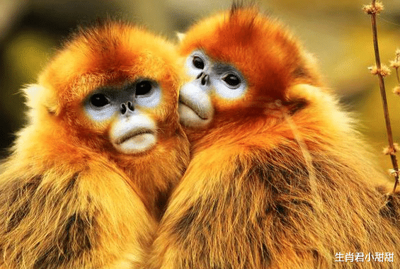 58同城|好运不停财运不断,属猴人在职场披荆斩棘,足够努力终能乘风破浪