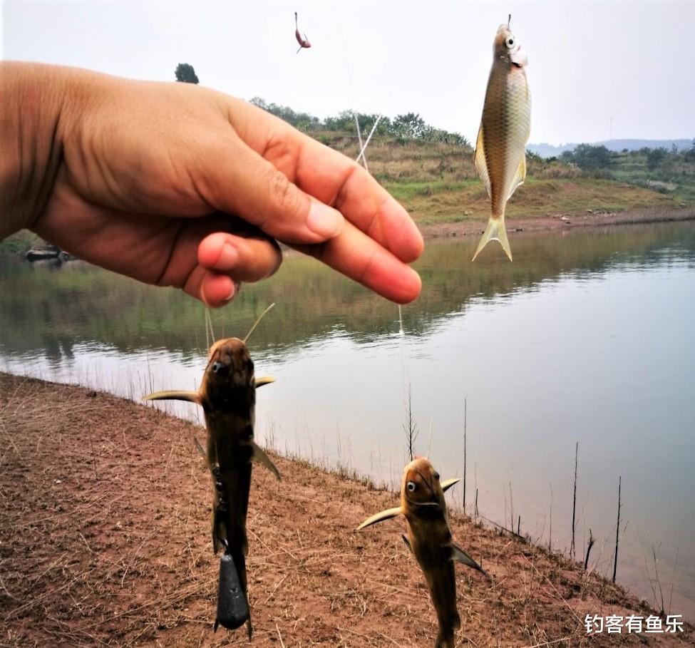 |春季钓鱼，想要钓到更多的黄辣丁，从这三个方面入手很管用