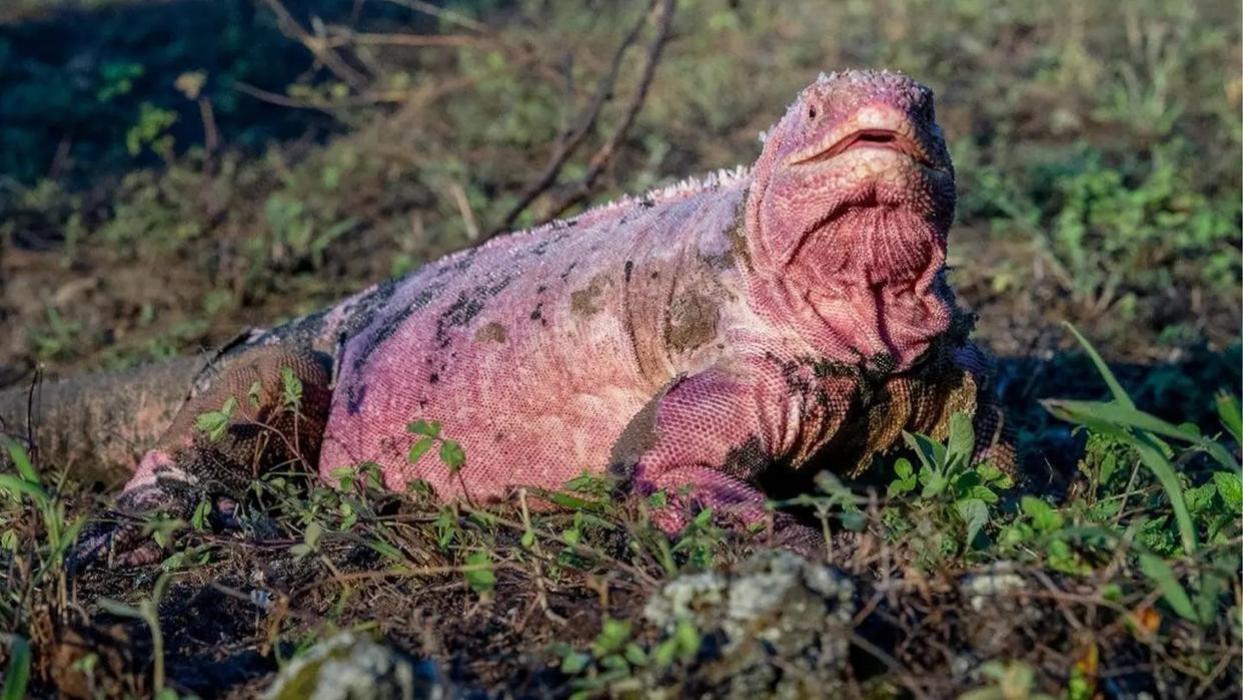 被发现36年却未见其幼体？粉红陆鬣蜥是如何做到的？其实它也不想