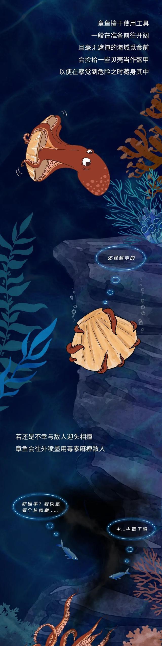 拥有3颗心脏9个大脑的章鱼，为啥没能“统治”地球？（漫画科普）