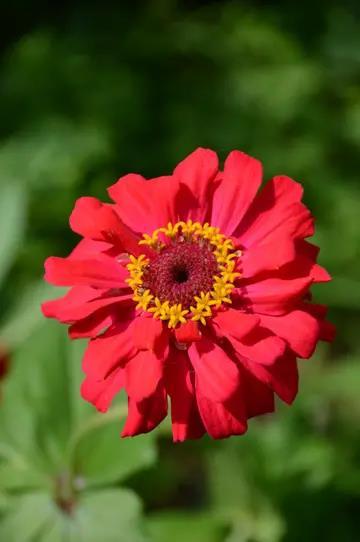 感冒|红花对肺结节散结帮助有多大?看看这个真实案例