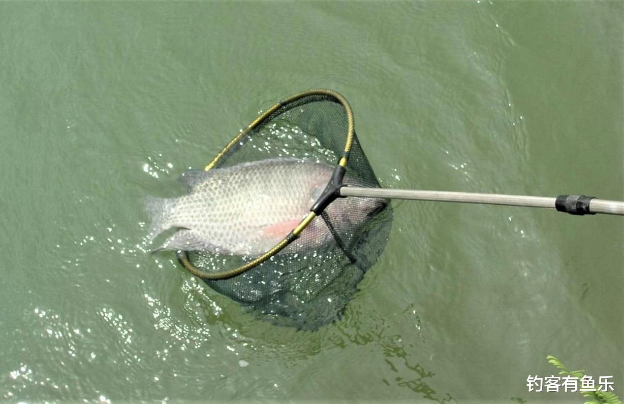 罗非鱼|黑坑罗非鱼怎么钓？做好钓前两准备，掌握垂钓五步骤