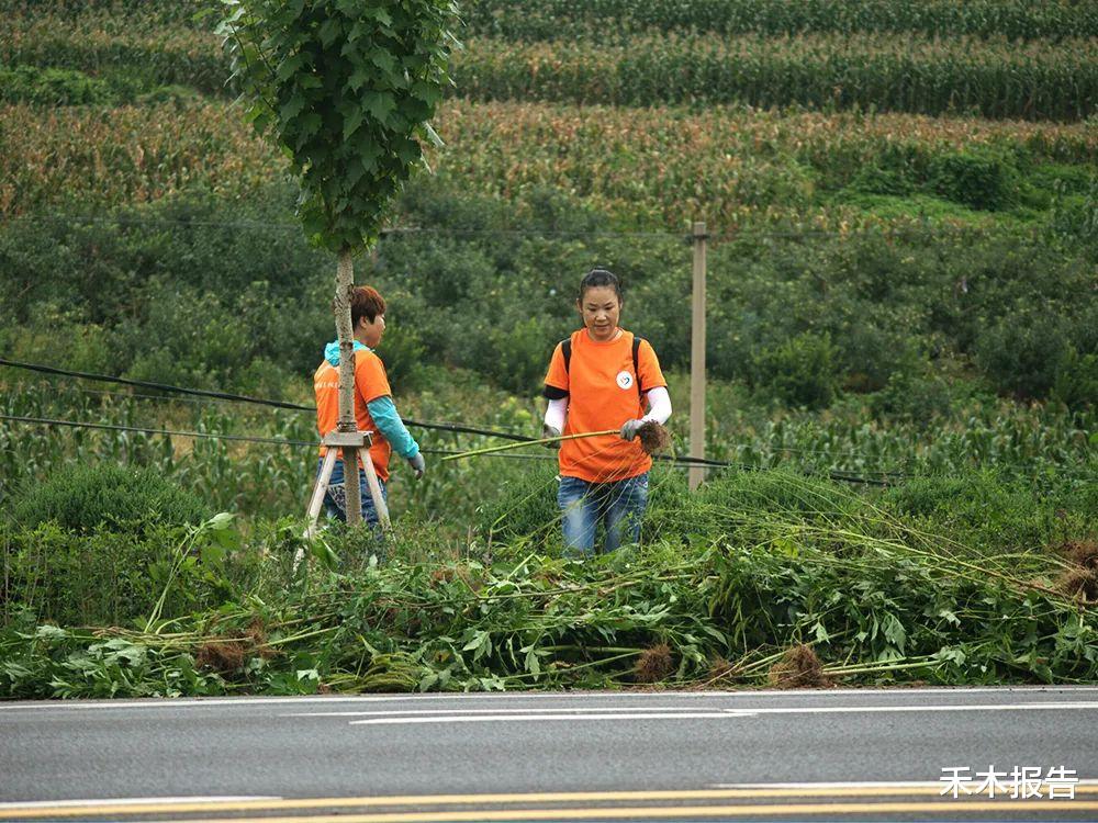 长寿|全球公认“生态杀手”,50棵能毁1亩田,多地已泛滥成灾,见到请别手软
