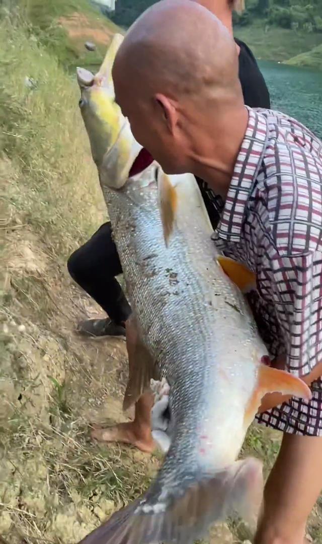 饵料|迷路了？湖南大爷钓到大型水老虎后到处晃悠不回家，网友：失忆了