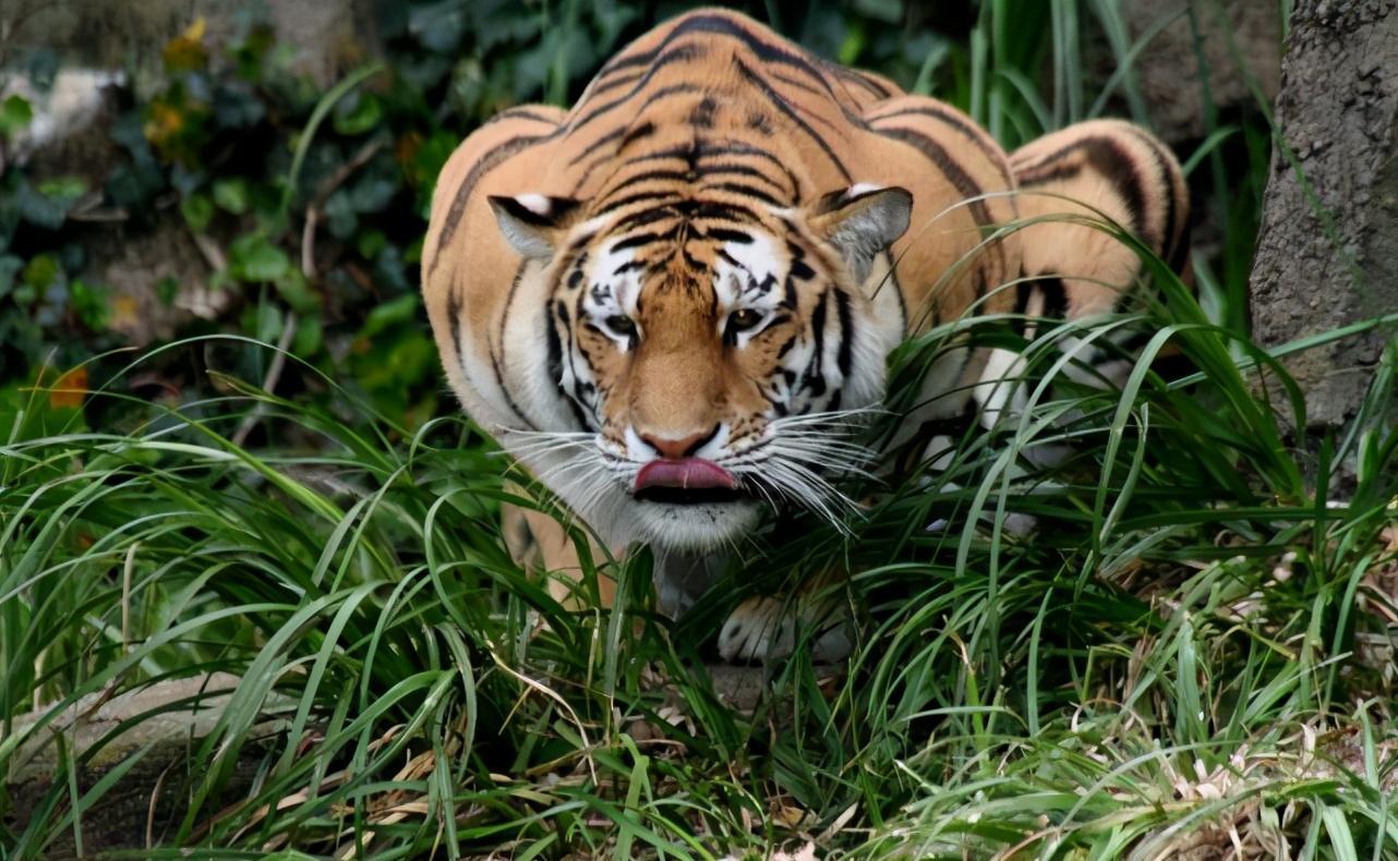 同为猫科动物,猫和老虎到底有什么区别?