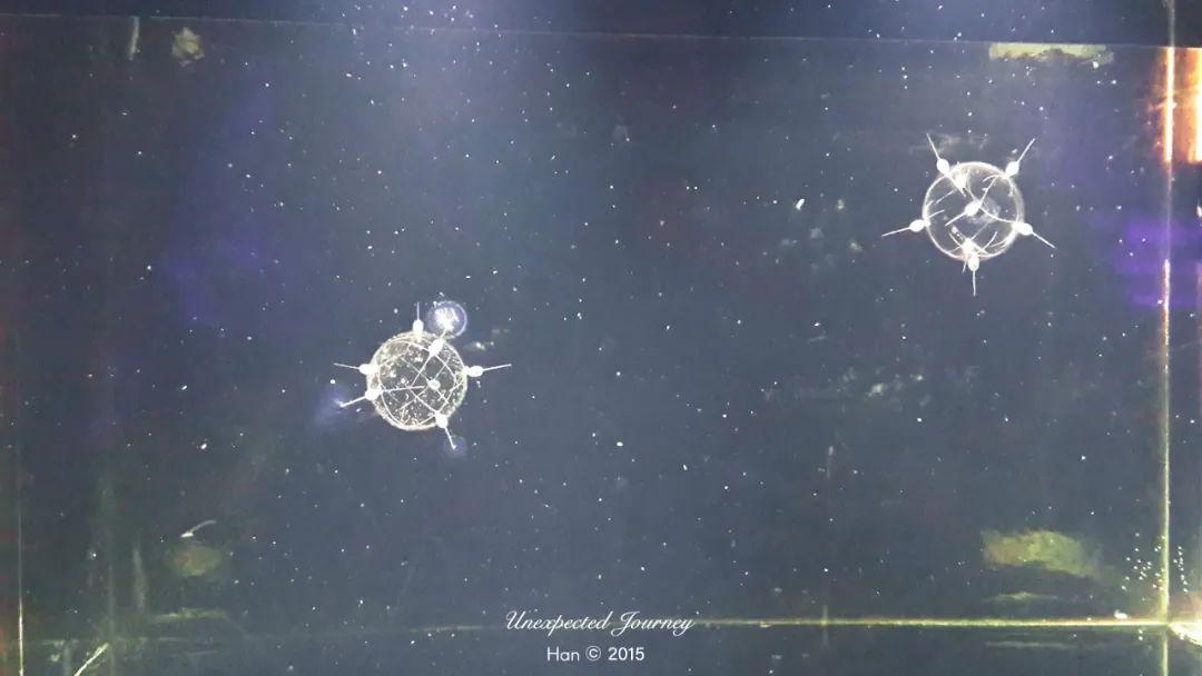 进化的终点,窥探奇异生物的世界