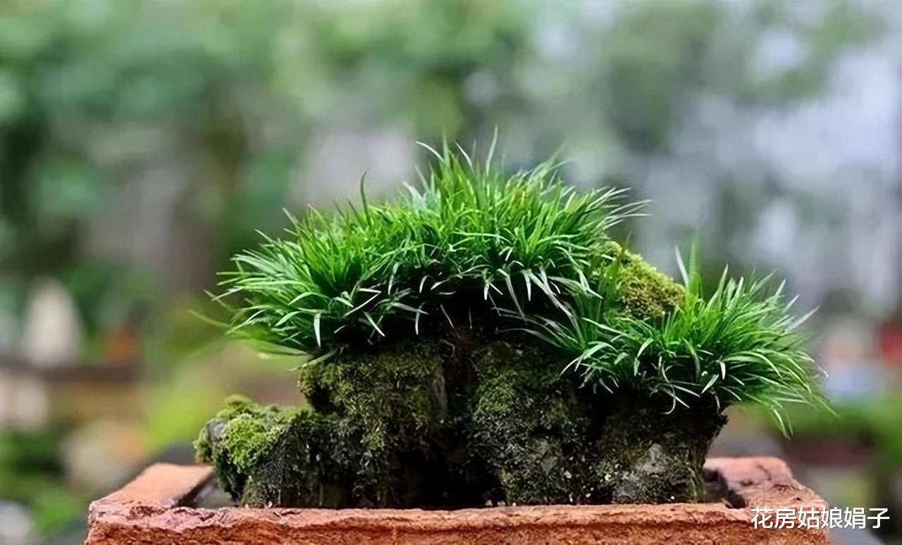 老砖老瓦收进小院，是做园艺盆器还是装饰小院，要的是独有的古韵