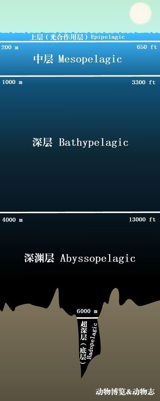海底一万米会有巨型生物存在吗?科学探索给出答案:不可能