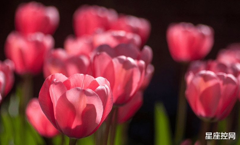 金牛座|十二月期间,哪3个星座能突破自我,收获进步,步步都顺利?